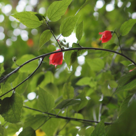 Rozkvetlý leden - Malvaviscus arboreus Fotka 6