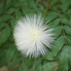 Rozkvetlý leden - Calliandra haematocephala 'Alba' Fotka 7