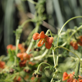 Ožehavé téma - Caiophora cirsiifolia Fotka 5