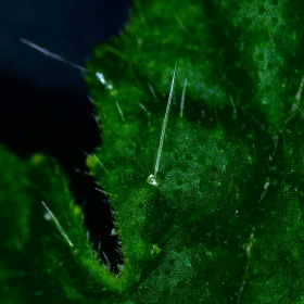 Ožehavé téma - Caiophora cirsiifolia Fotka 1