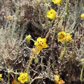 Ožehavé téma - Scyphanthus elegans Fotka 16