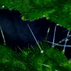 Ožehavé téma - Caiophora cirsiifolia Fotka 2