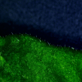 Ožehavé téma - Nasa triphylla Fotka 4