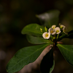 Mexicke pochutnani Fotka 164