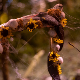 Mexicke pochutnani Fotka 70