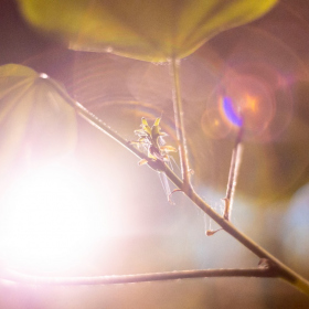 Mexicke pochutnani Fotka 98