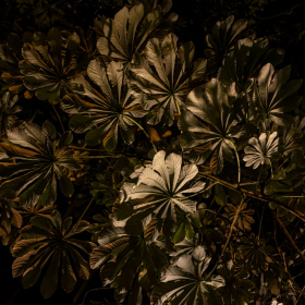 Mexicke pochutnani Fotka 73