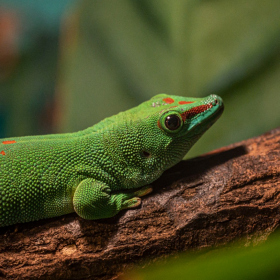 Mexicke pochutnani Fotka 67