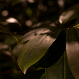 Mexicke pochutnani Fotka 75