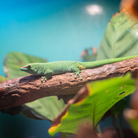 Mexicke pochutnani Fotka 89