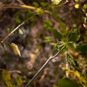 Mexicke pochutnani Fotka 78