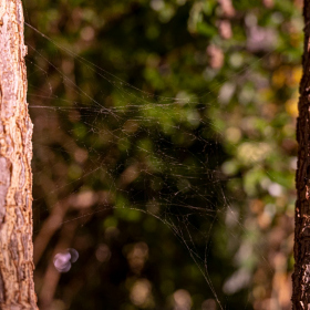 Mexicke pochutnani Fotka 155