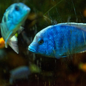 Paleotropická akvária Fotka 10