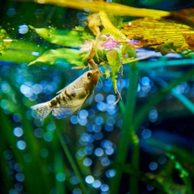 Paleotropická akvária Fotka 8