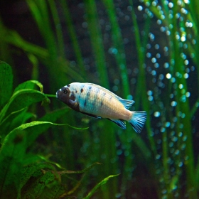 Paleotropická akvária Fotka 9