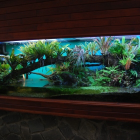 Paleotropická akvária Fotka 11