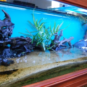 Paleotropická akvária Fotka 12