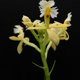  - Epipactis sp., Orchidaceae Fotka 1