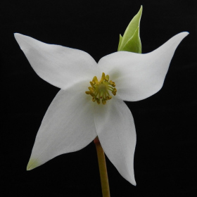  - Heliamphora nutans, Sarraceniaceae Fotka 4