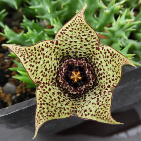  - Orbea pulchella, Apocynaceae Fotka 3