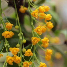 Subtropický skleník - Berberis valdiviana Fotka 6