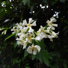 Subtropický skleník - Trachelospermum jasminoides Fotka 8