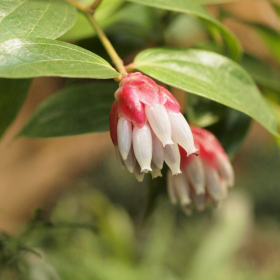 Subtropický skleník - Macleania insignis Fotka 10