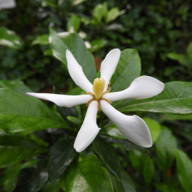 Subtropický skleník - Gardenia jasminoides Fotka 12