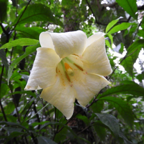 Tropický skleník - Eucline longiflora Fotka 7