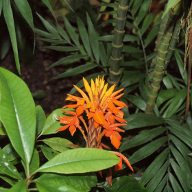 Tropický skleník - Aphelandra aurantiaca Fotka 11