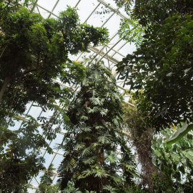 Tropický skleník - Philodendron radiatum Fotka 5