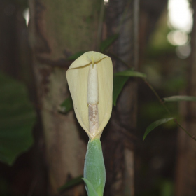 Tropický skleník - Alocasia macrorhizos Fotka 12