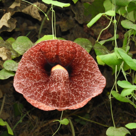 Tropický skleník - Aristolochia grandiflora Fotka 10