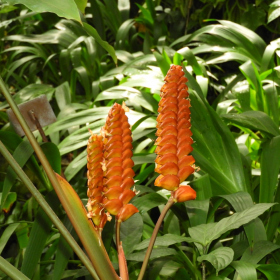 Tropický skleník - Calathea crotalifera Fotka 8