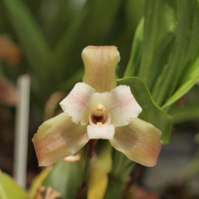  - Lycaste xytriophora × Lycaste candida
J. R. Haager, 2008 Fotka 4