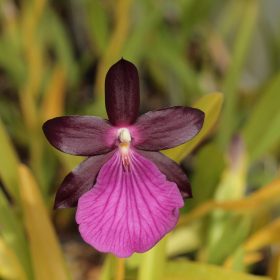  - Miltonia 'Teplice' - J. R. Haager, 2010
Miltonia ×leucoglossa 'Rolfshagen' × Miltonia 'Seminole Blood' × Miltonia spectabilis 'Moreliana' Fotka 3