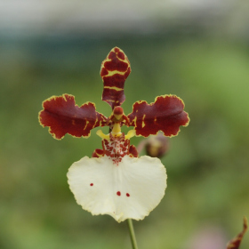  - ×Rhynchomesidium
(Gomestele = Rhynchostele uroskinneri × Gomesa praetexta) × Oncidium crispum
J. R. Haager, před rokem 2002 Fotka 2