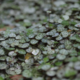 Xerický skleník - Ceropegia woodii Fotka 11