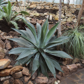 Xerický skleník - Agave atrovirens Fotka 9