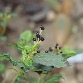 Xerický skleník - |
    Pleuropetalum darwinii Fotka 10