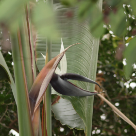 Xerický skleník - Strelitzia nicolai Fotka 8