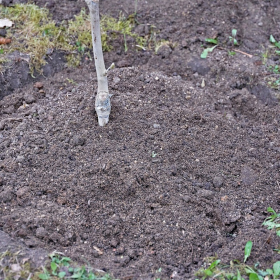 Zasazení stromu sezóny 2024 Fotka 57